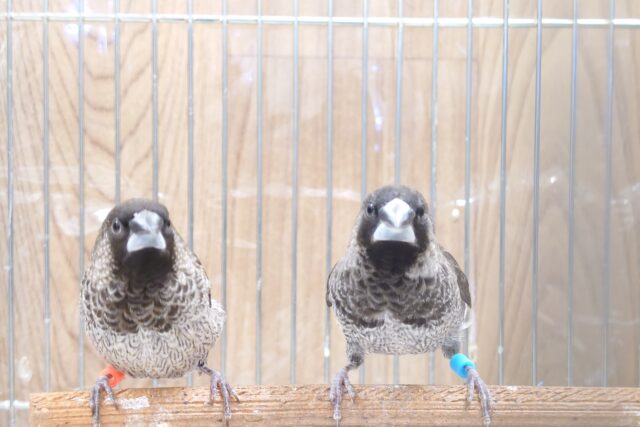 十姉妹（ジュウシマツ）