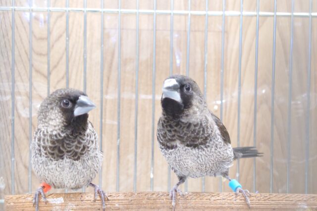 十姉妹（ジュウシマツ）