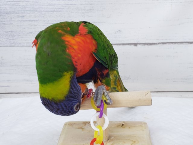 ゴシキセイガイインコ