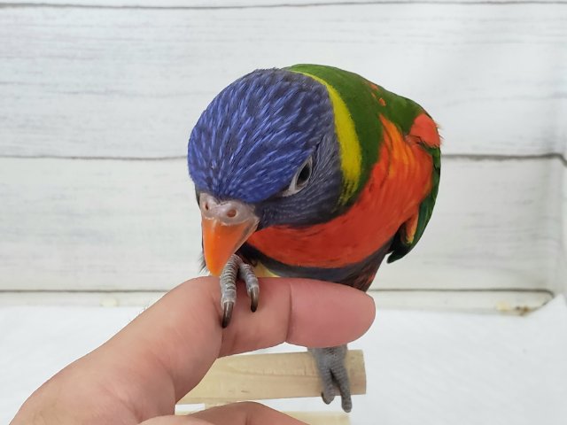 ゴシキセイガイインコ