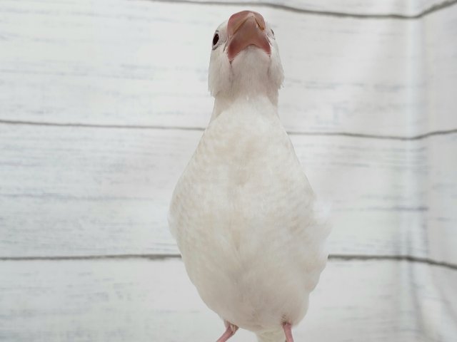 シルバーイノ文鳥