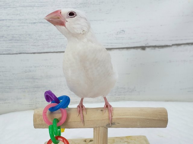 シルバーイノ文鳥