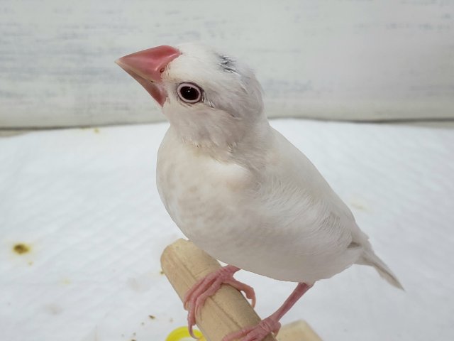 シルバーイノ文鳥