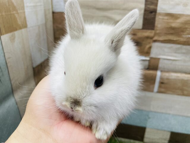 ネザーランドドワーフ