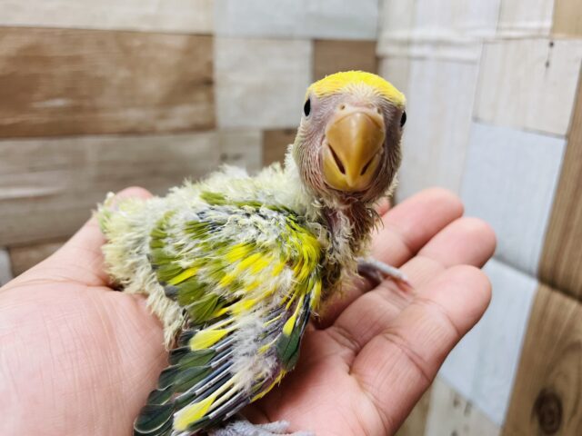 コザクラインコ（小桜インコ）