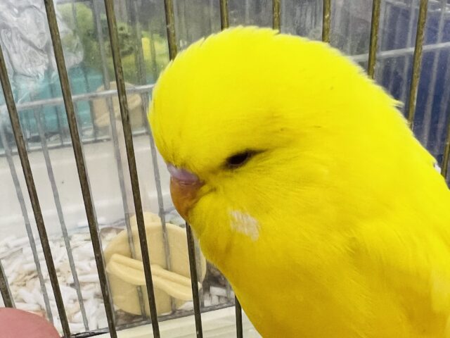 ジャンボセキセイインコ