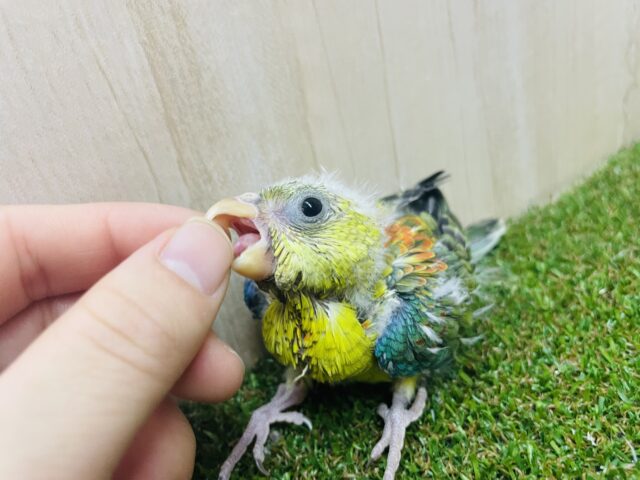 ビセイインコ（美声インコ）