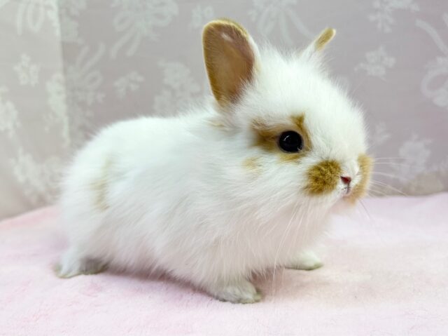 ライオンラビット