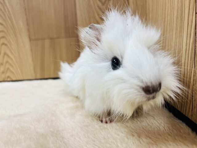 アビシニアンモルモット