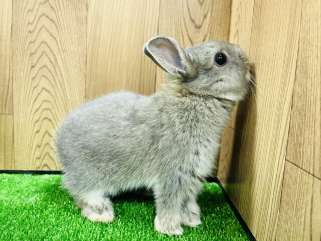 美うさぎ♡ぬいぐるみみたい🐰ネザーランドドワーフ(ブルーオター) ネザーランドドワーフ