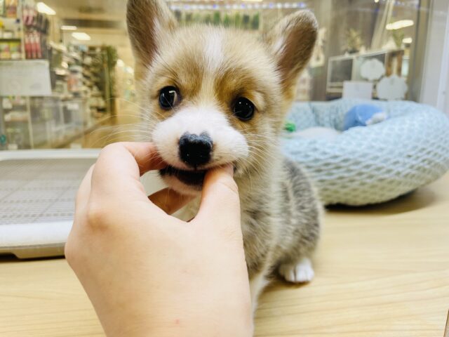 ウェルシュコーギー・ペンブローグ