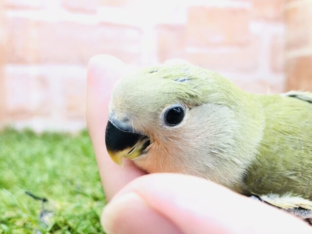 コザクラインコ（小桜インコ）