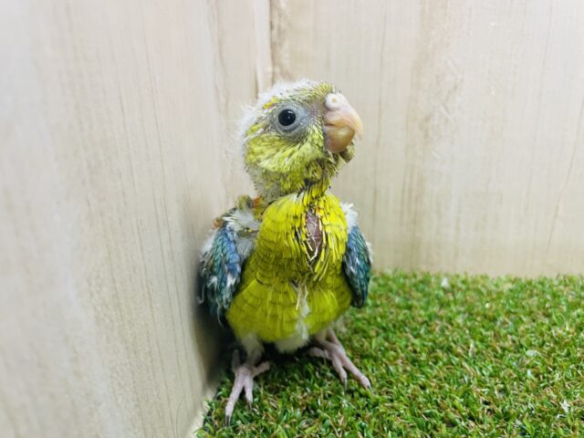 ビセイインコ（美声インコ）