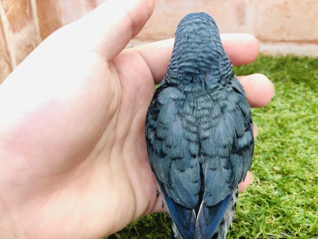 サザナミインコ