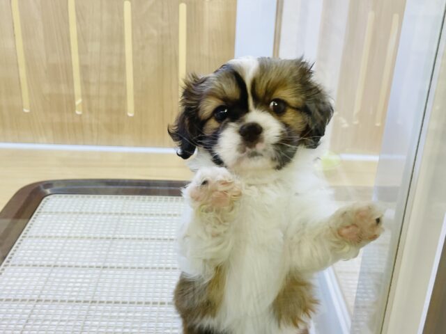 キャバペキ（ペキキャバ）