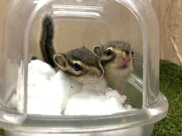 シマリス（ノーマル）