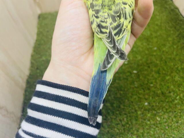 1人餌!!最新画像になりますよ!!ぷっくりスタイルはお好きですか?💓 ジャンボセキセイインコ オパーリン ジャンボセキセイインコ