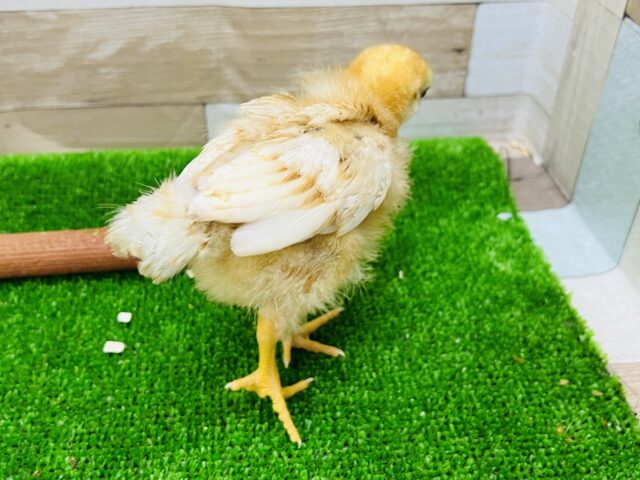 ボリスブラウン