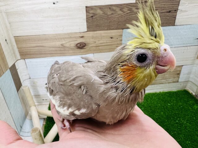 オカメインコ