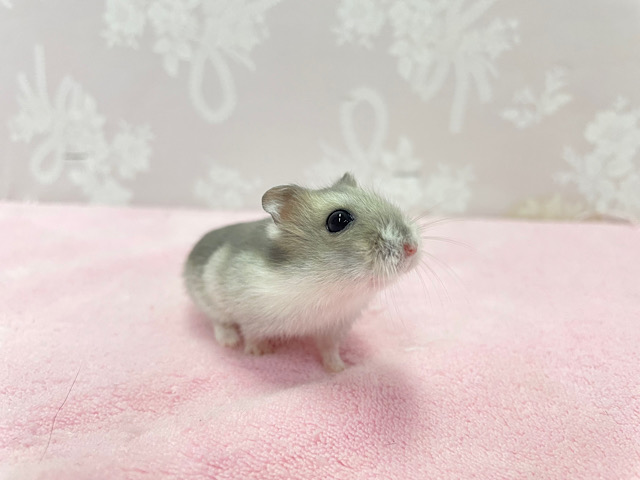 ジャンガリアン