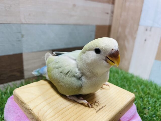 コザクラインコ（小桜インコ）