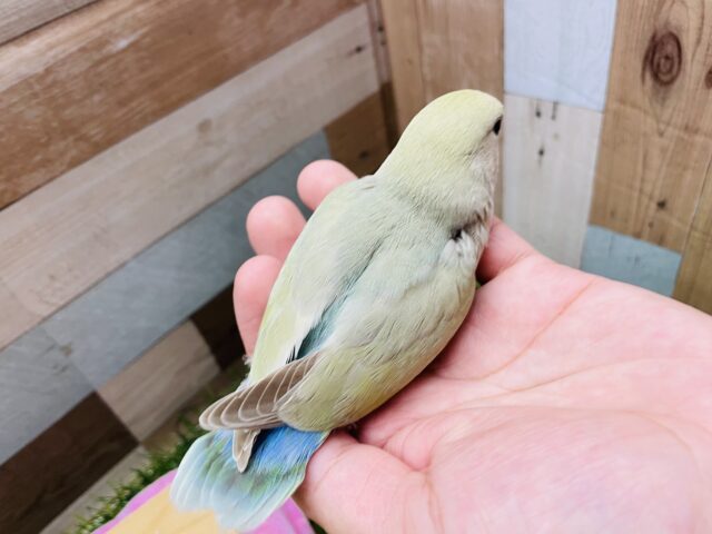 コザクラインコ（小桜インコ）