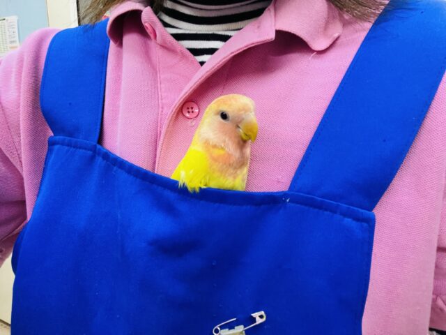 コザクラインコ（小桜インコ）