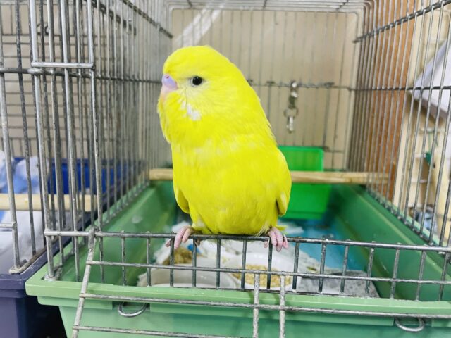 ジャンボセキセイインコ