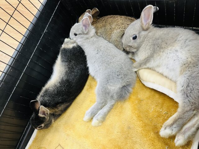 ネザーランドドワーフ