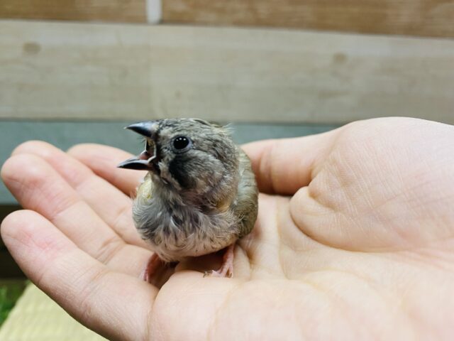 錦花鳥（キンカチョウ）