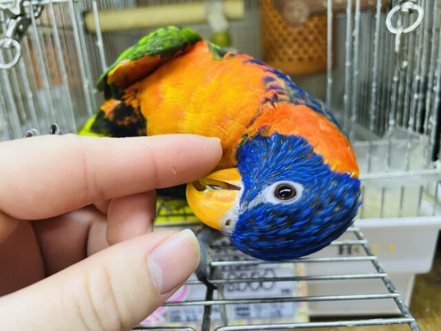 アカエリゴシキセイガイインコ