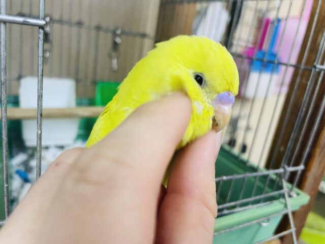 ジャンボセキセイインコ