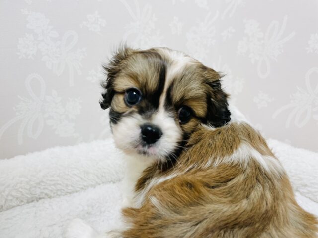 キャバペキ（ペキキャバ）