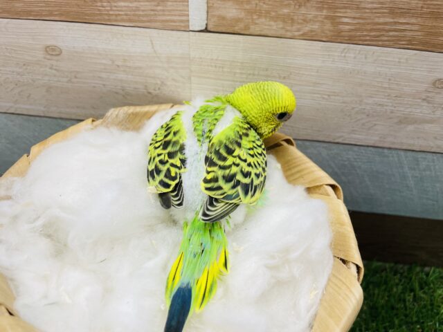 セキセイインコ