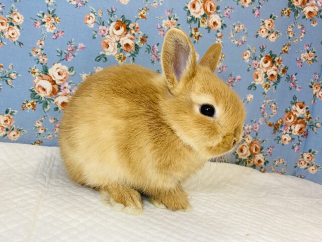 ネザーランドドワーフ