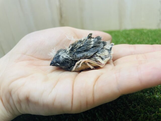 錦花鳥（キンカチョウ）