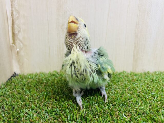 コザクラインコ（小桜インコ）