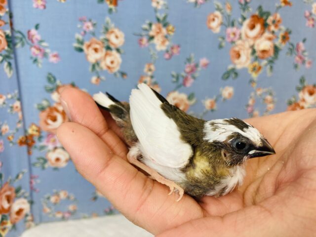 十姉妹（ジュウシマツ）