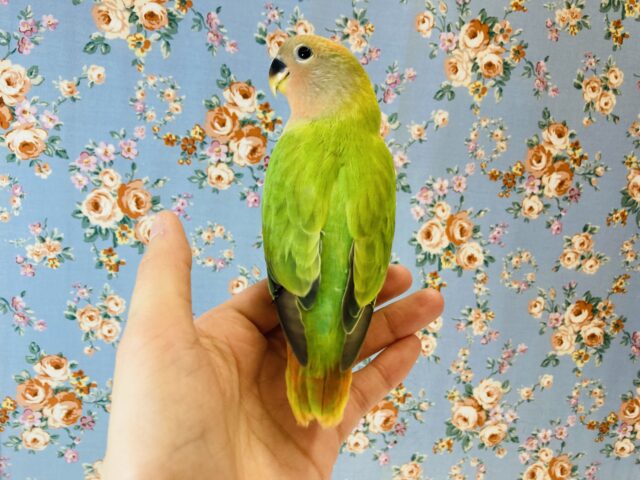 コザクラインコ（小桜インコ）