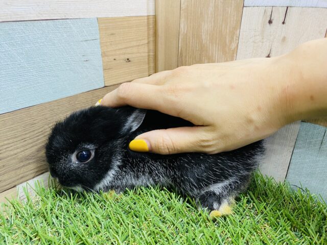 ネザーランドドワーフ