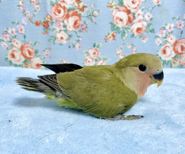 コザクラインコ（小桜インコ）