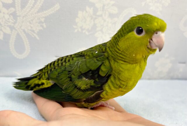 サザナミインコ