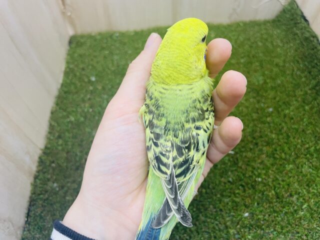 ジャンボセキセイインコ