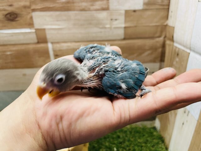 ブルーボタンインコ