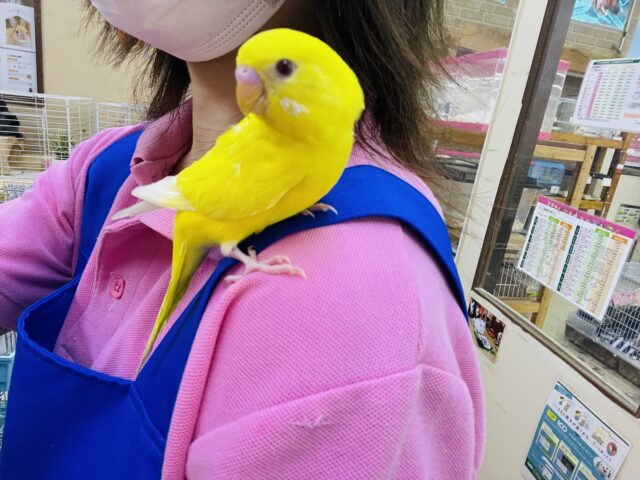 セキセイインコ