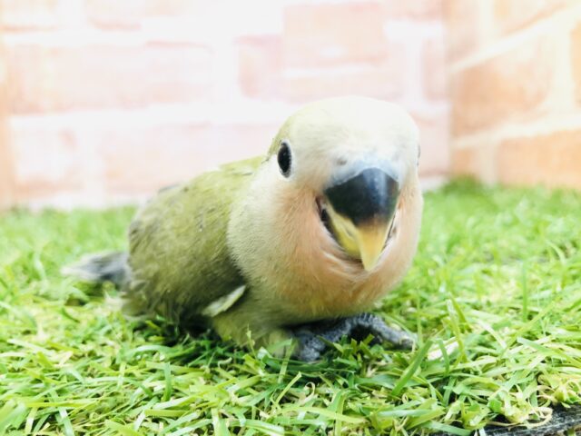 コザクラインコ（小桜インコ）