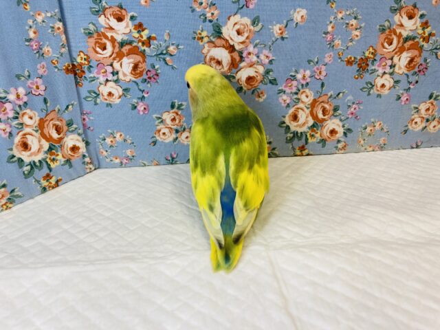 コザクラインコ（小桜インコ）