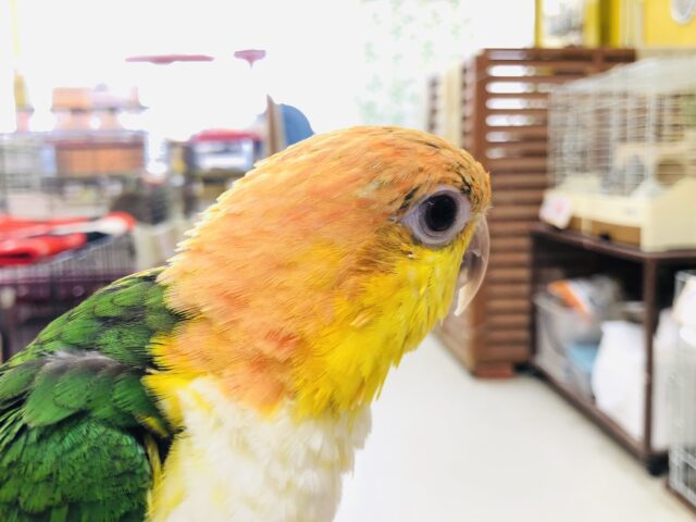 あれ?羽が生えた犬ですか? シロハラインコ R4 12/31撮影 シロハラインコ