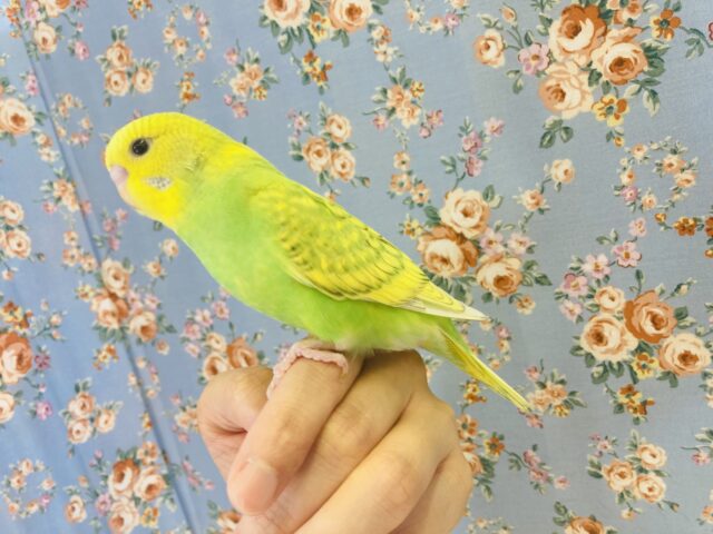 セキセイインコ