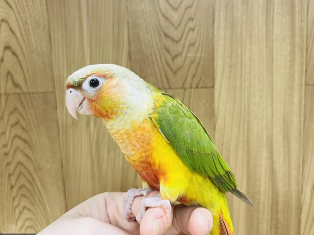 ホオミドリウロコインコ